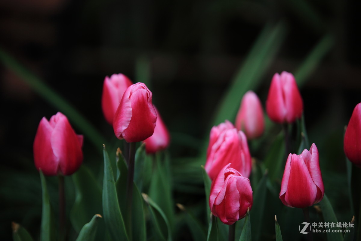 西京才子旁看取，何似乔家那窈娘？