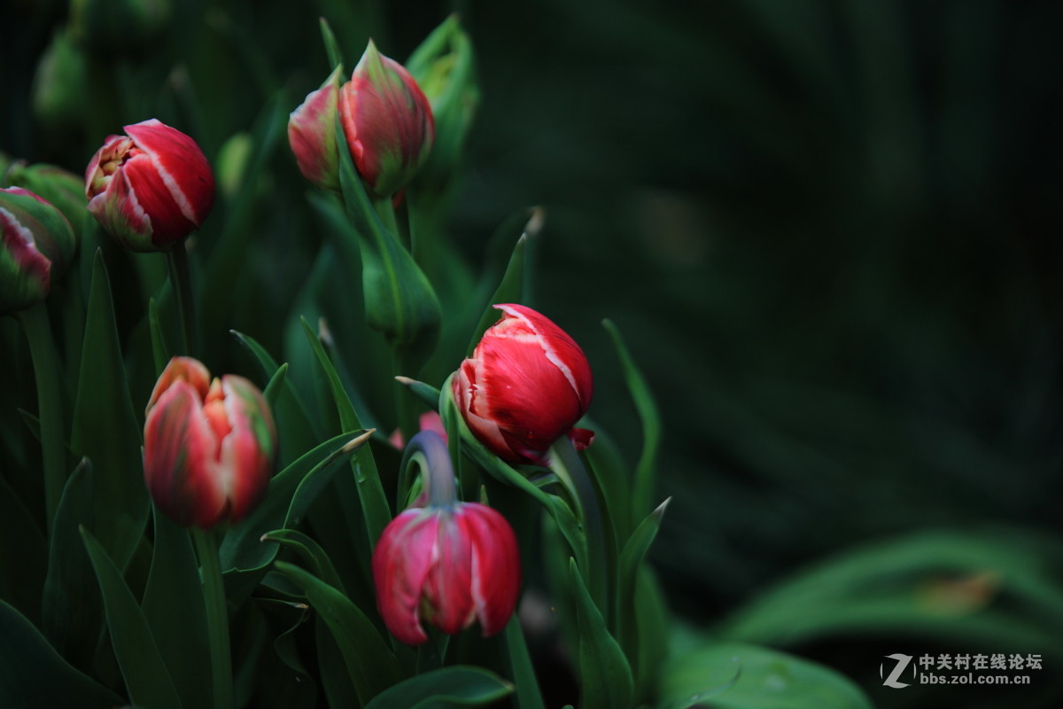 西京才子旁看取，何似乔家那窈娘？