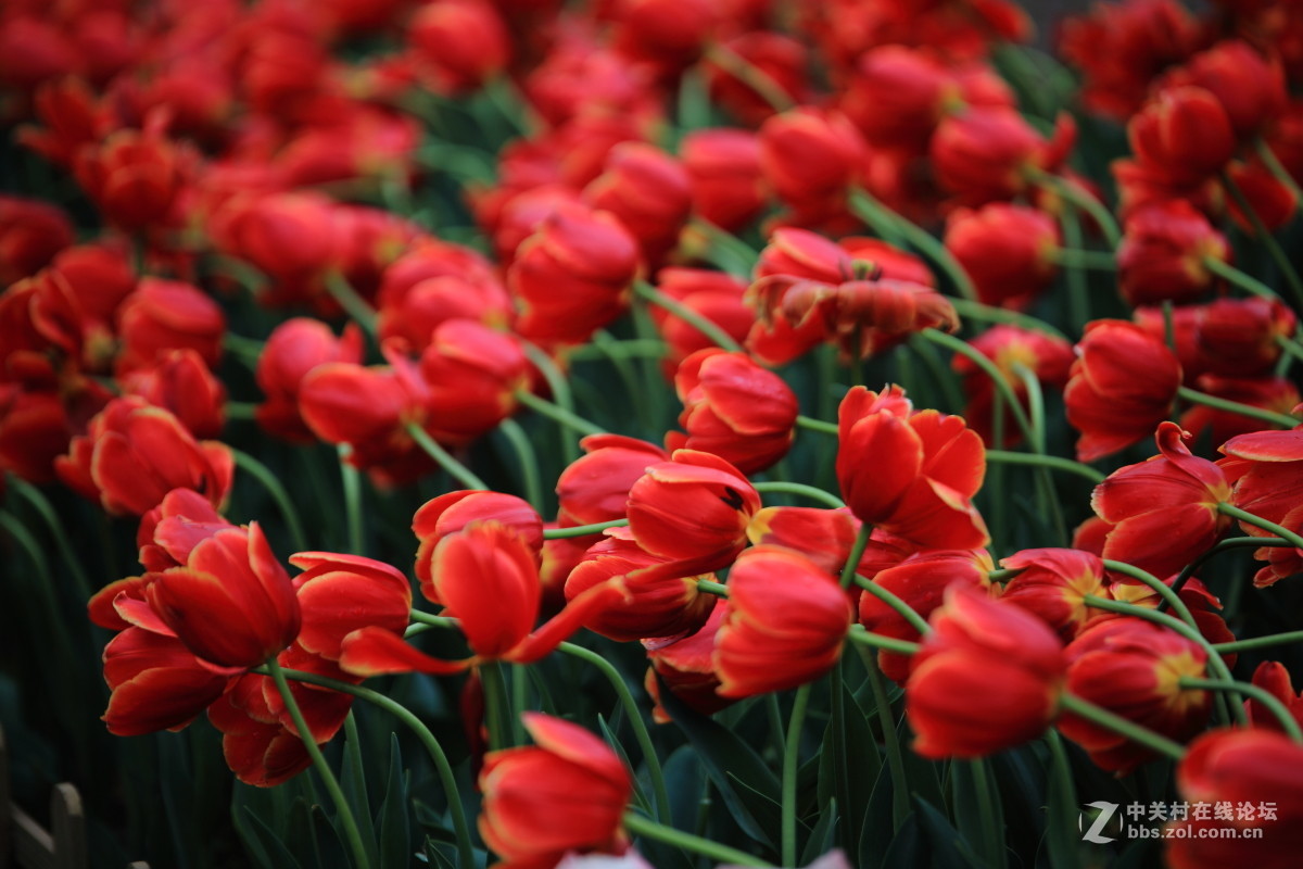 西京才子旁看取，何似乔家那窈娘？