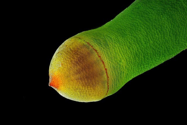 转载：尼粉微距