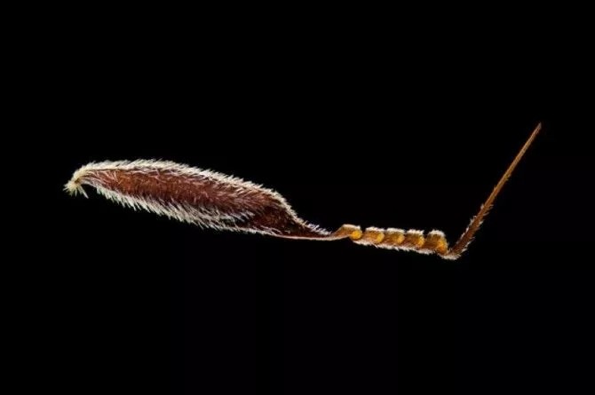 转载：尼粉微距