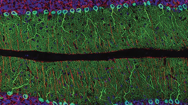 转载：尼粉微距