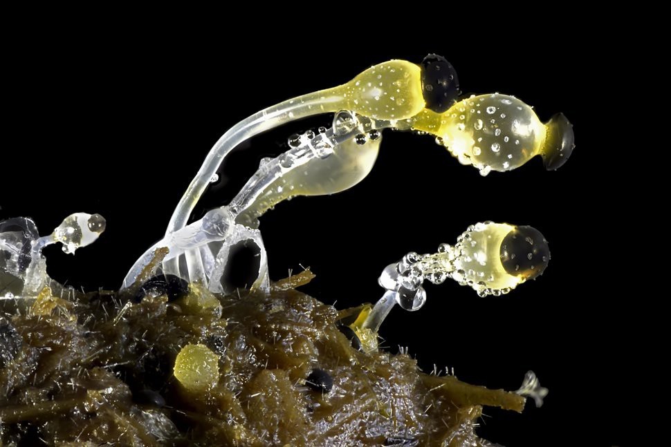 转载：尼粉微距