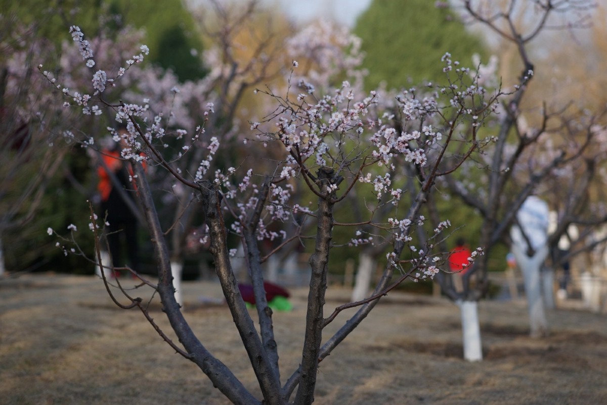 又是一年桃花开