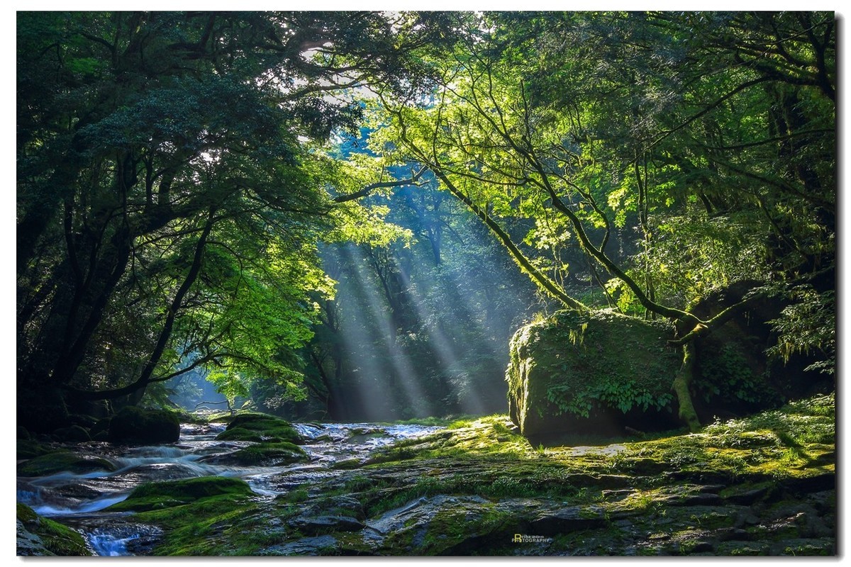 悠悠专程进山取材，祝贺师友端午节快乐！