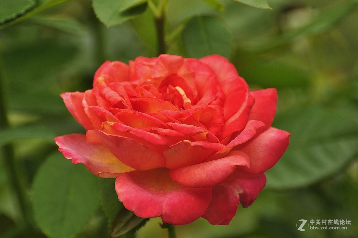 秋 月 季 花 -------（2）