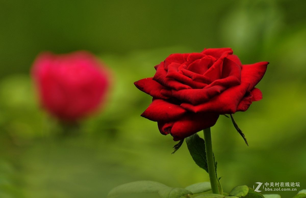 秋 月 季 花 -------（2）