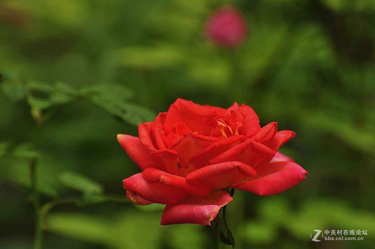 秋 月 季 花 -------（2）