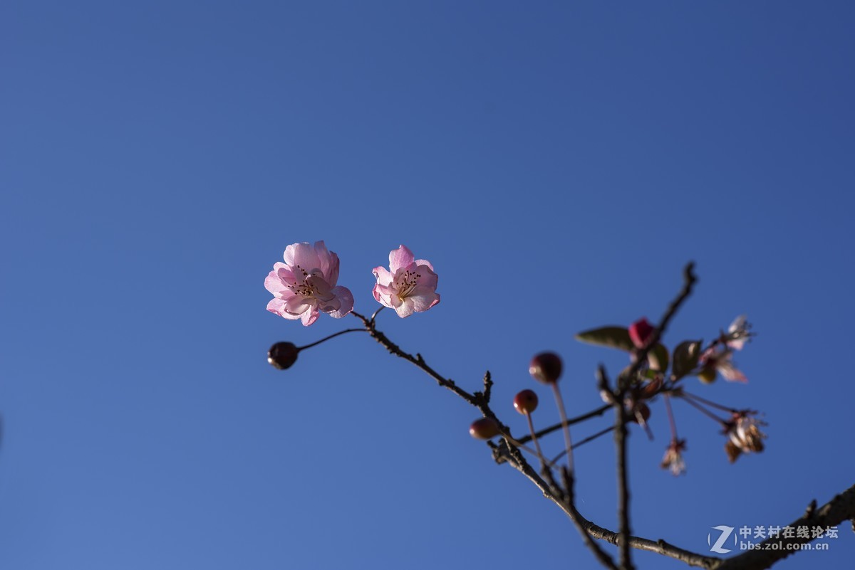 ----夏花秋赏