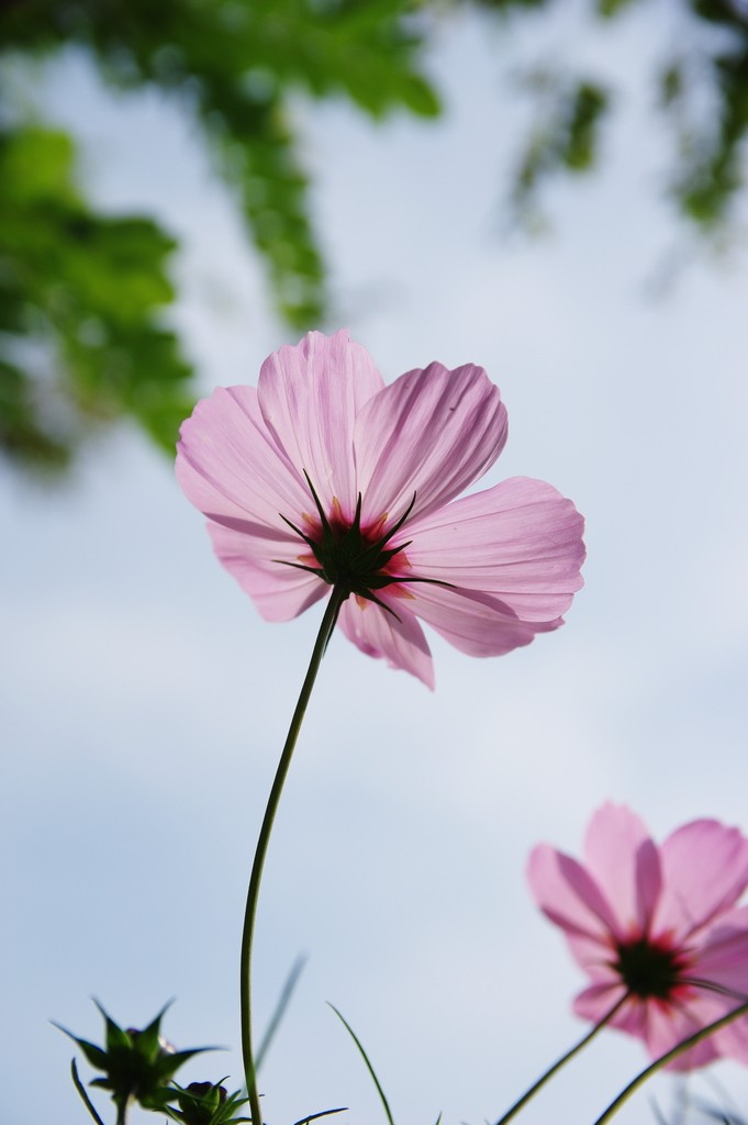 老炮A70-210F4拍花