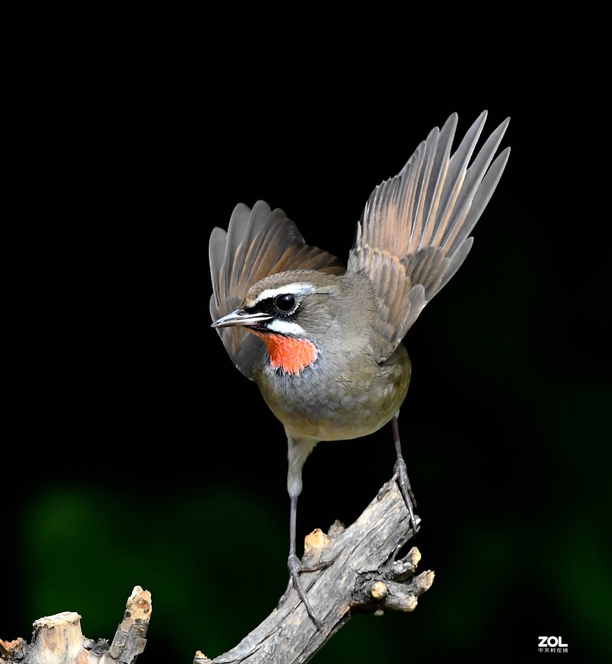 #回顾2019# 红喉歌鸲