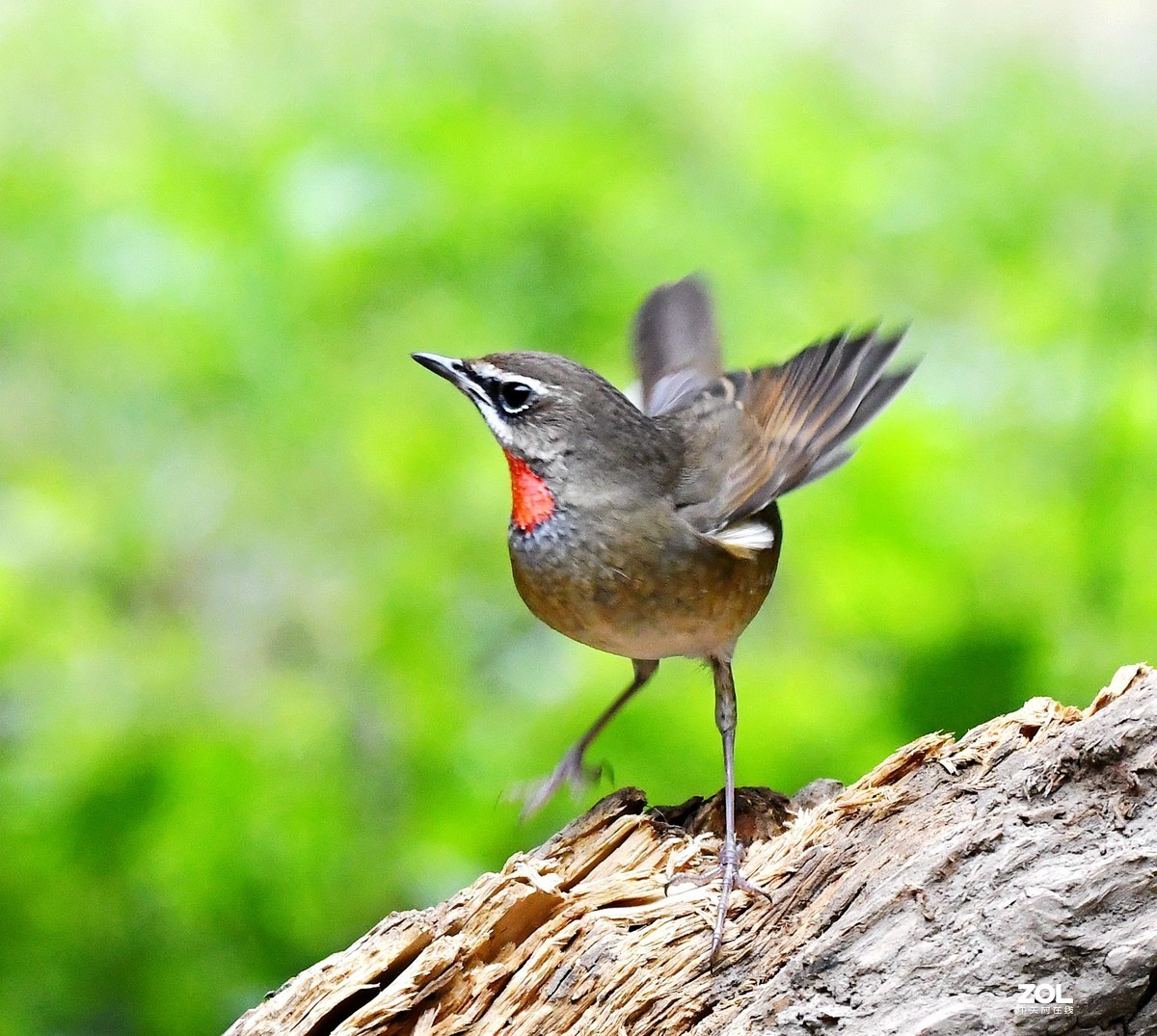 #回顾2019# 红喉歌鸲