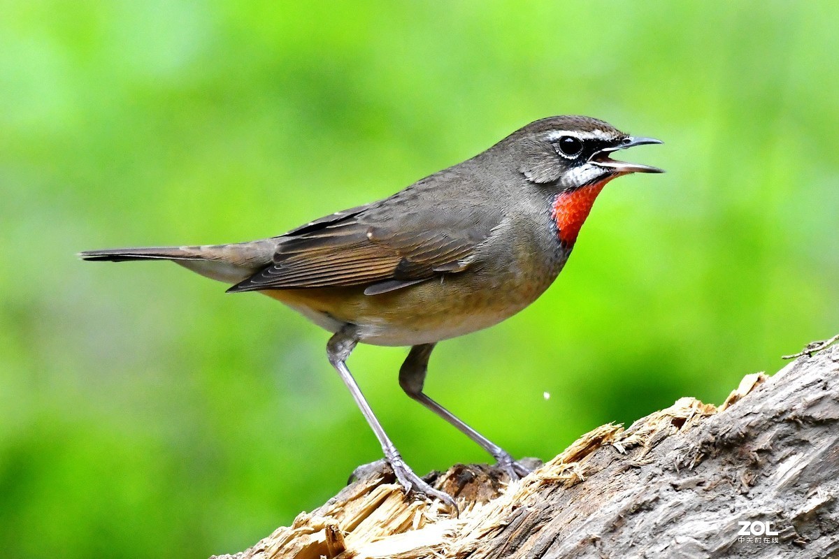 #回顾2019# 红喉歌鸲