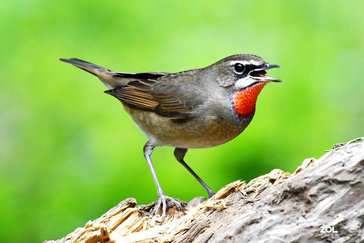 #回顾2019# 红喉歌鸲