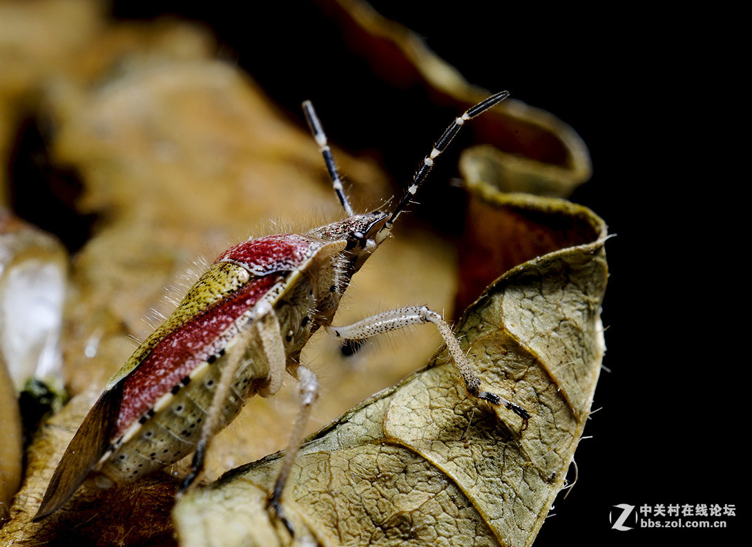 #版主坐堂# 小五星空(中国)九月精品荟萃