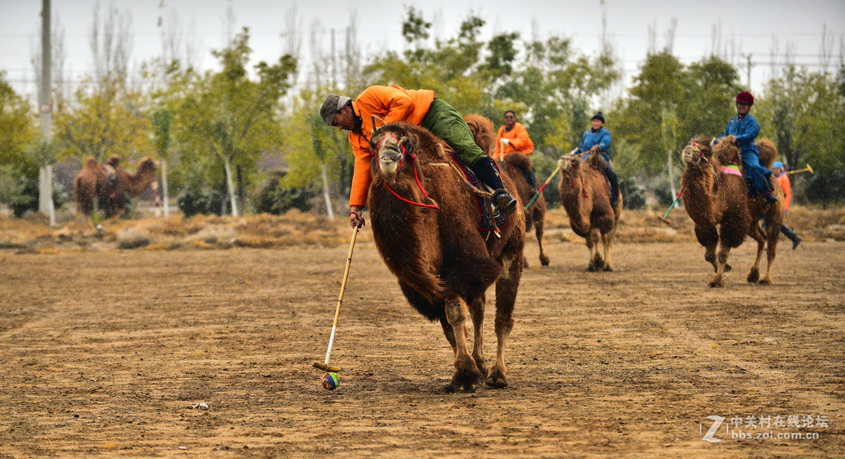内蒙古阿拉善冬天的赛事传统体育比赛项目打驼球