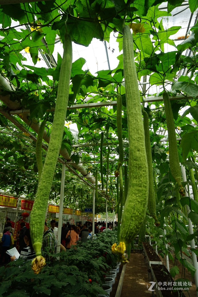 2016寿光蔬菜博览会