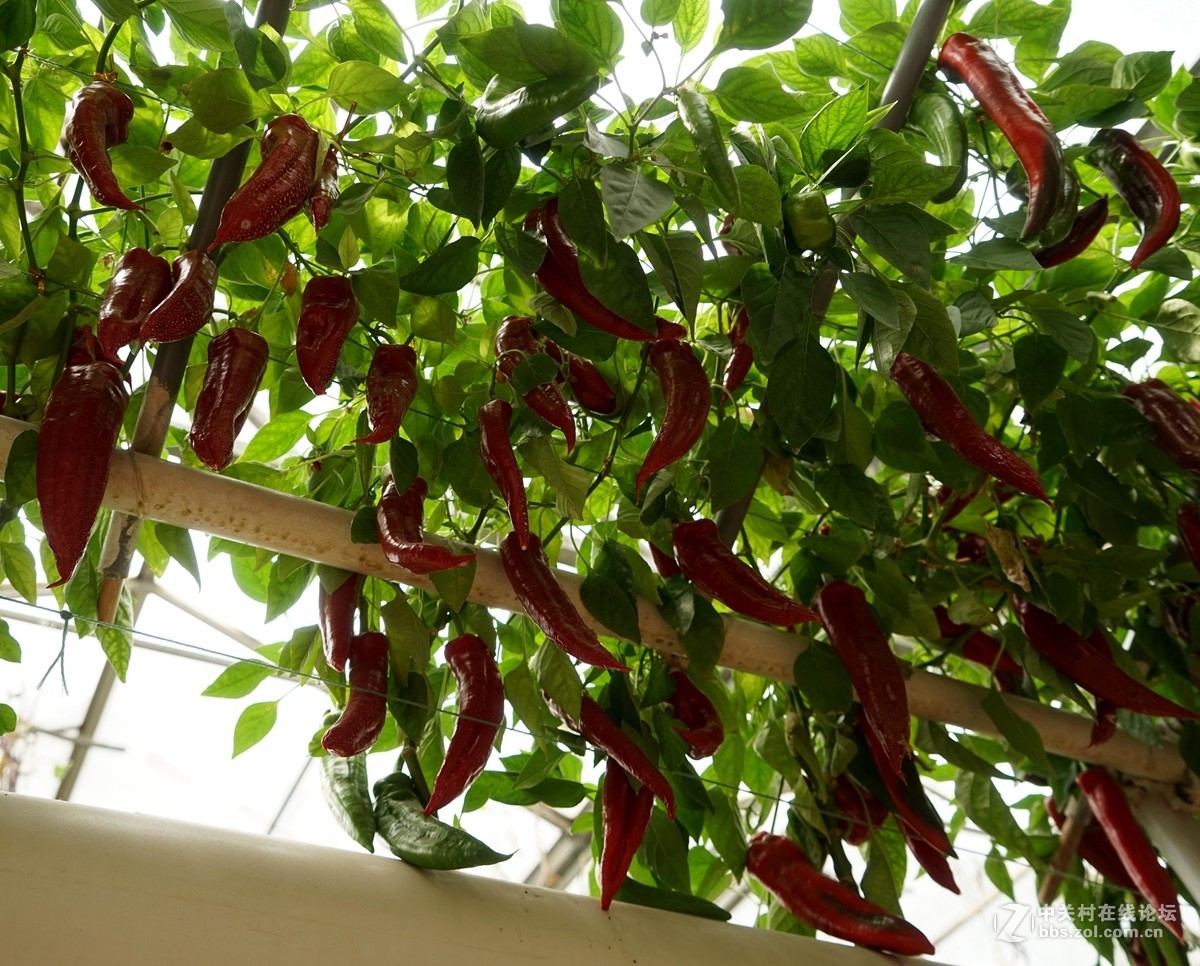 2016寿光蔬菜博览会