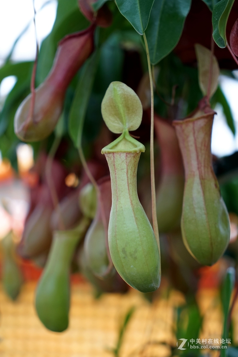 2016寿光蔬菜博览会