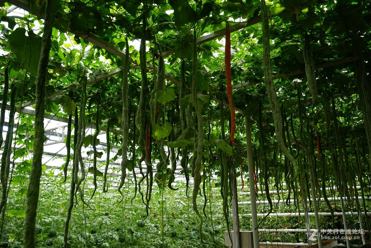 2016寿光蔬菜博览会