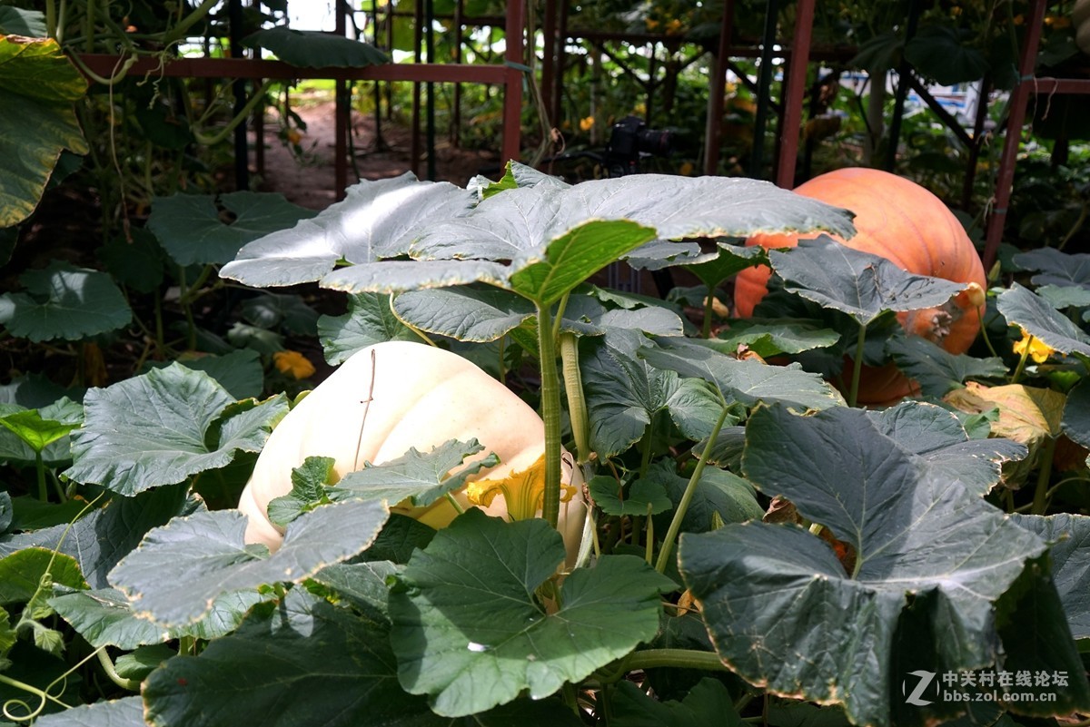 2016寿光蔬菜博览会