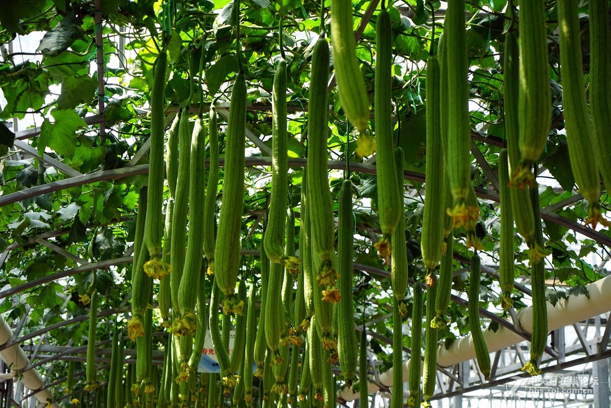 2016寿光蔬菜博览会