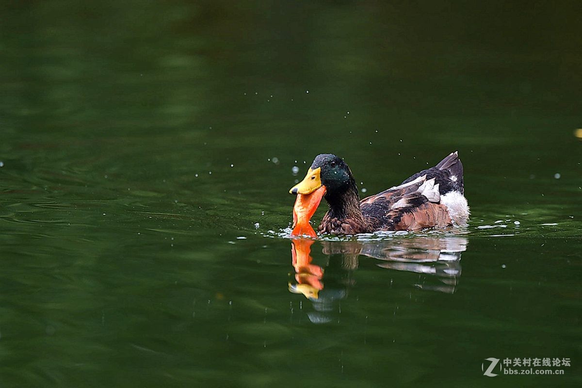 鸭子食鱼2