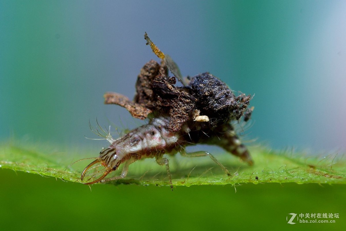 随拍昆虫【微距】