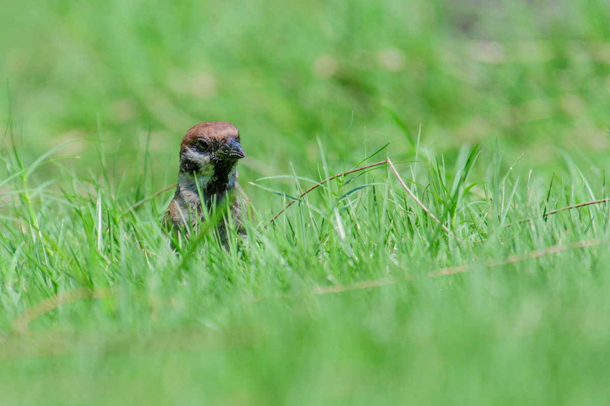 草丛中的小麻雀