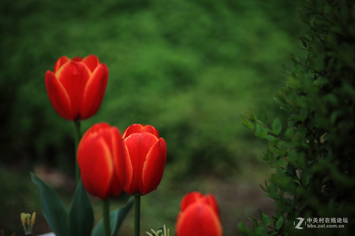 西京才子旁看取，何似乔家那窈娘？