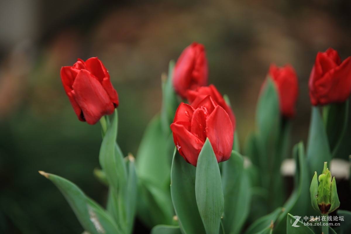 西京才子旁看取，何似乔家那窈娘？