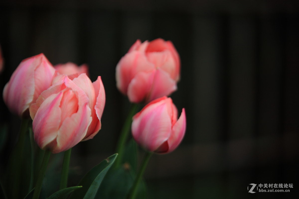 西京才子旁看取，何似乔家那窈娘？