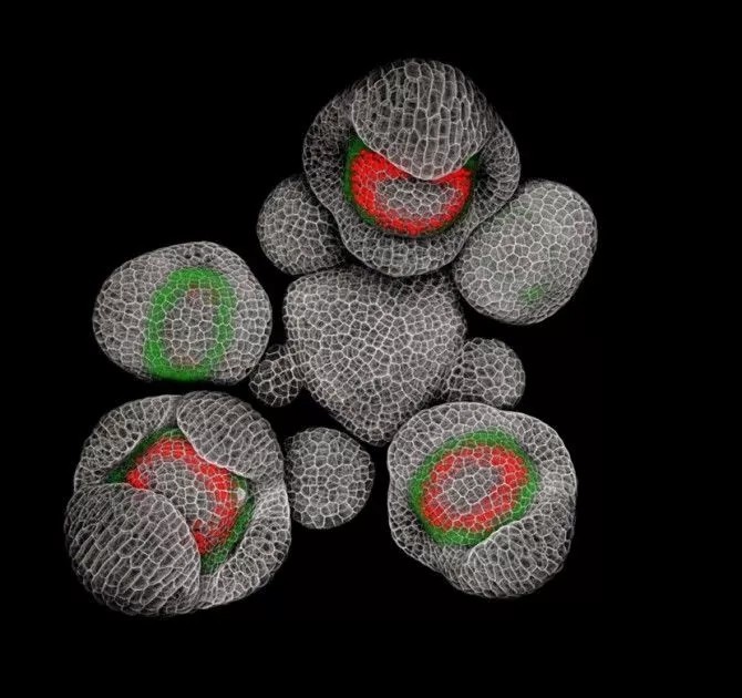 转载：尼粉微距