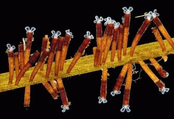 转载：尼粉微距