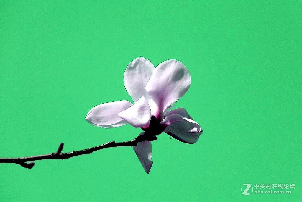 玉兰花