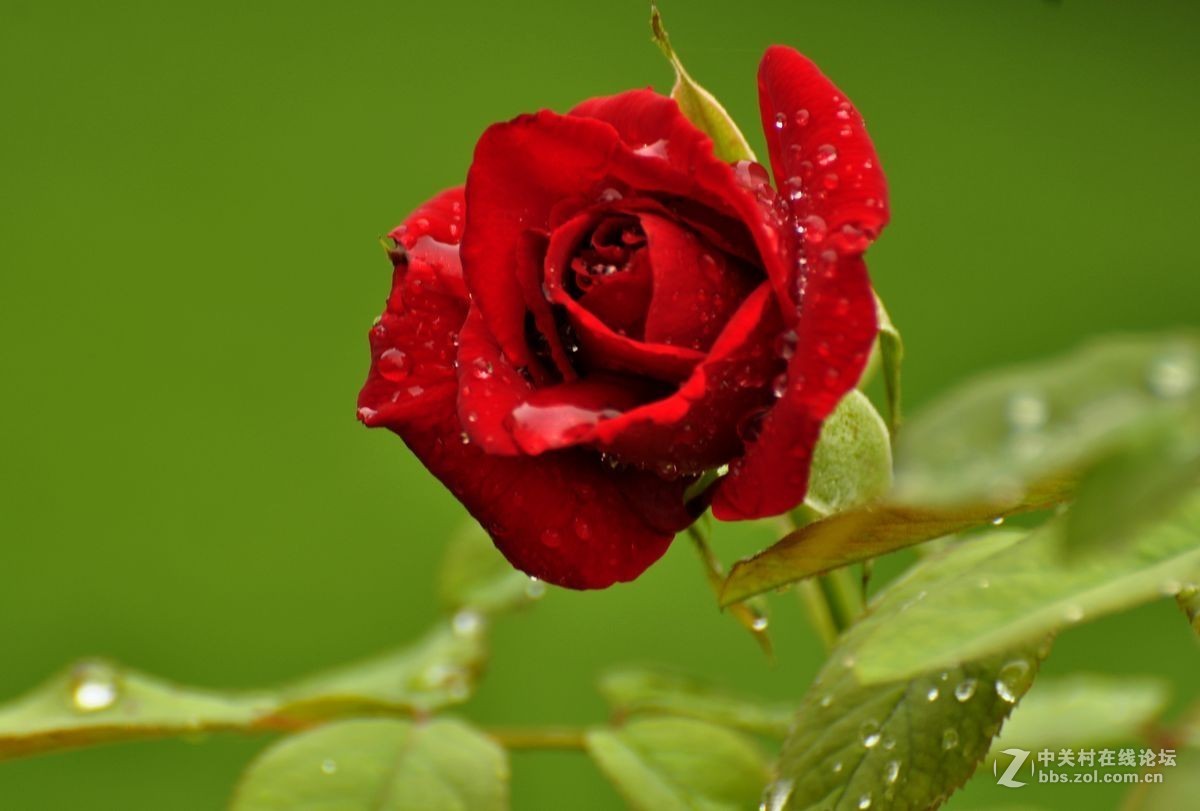 秋 月 季 花 -------（2）