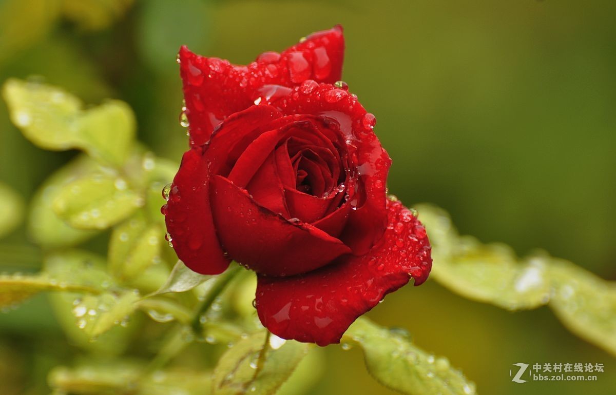 秋 月 季 花 -------（2）