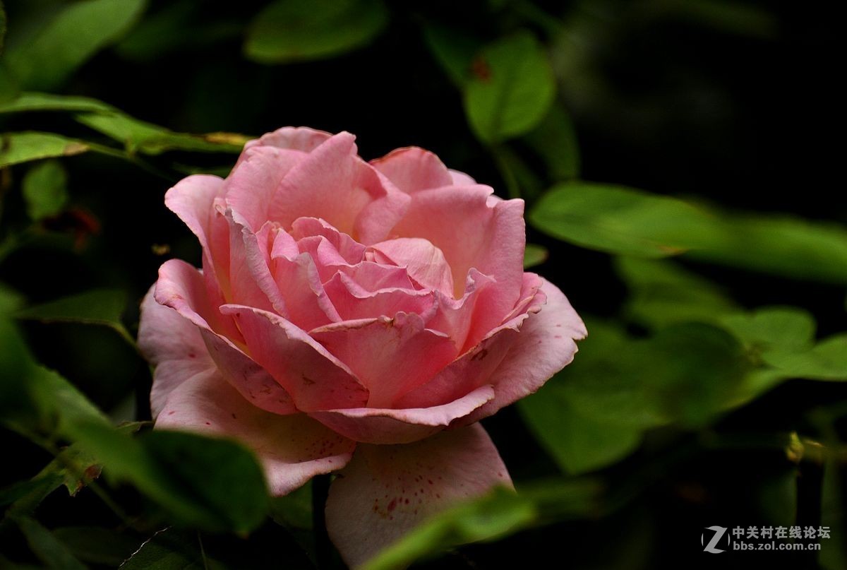 秋 月 季 花 -------（2）