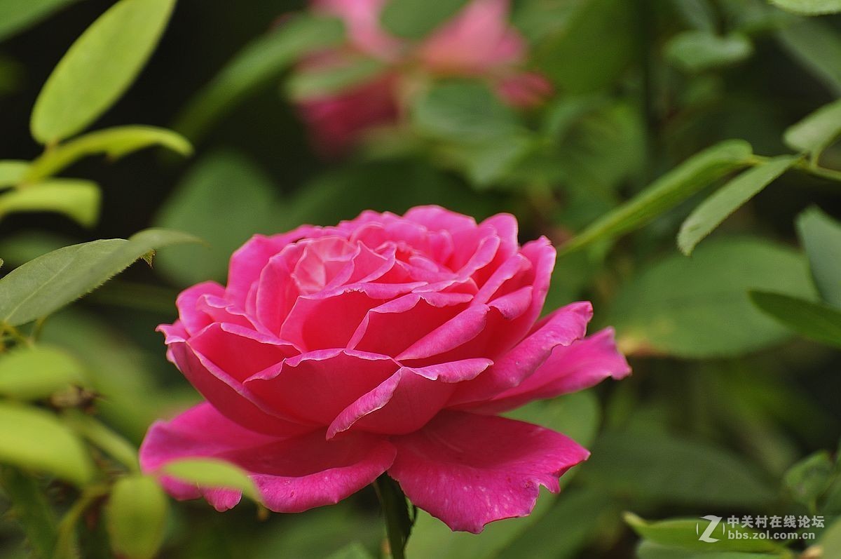 秋 月 季 花 -------（2）