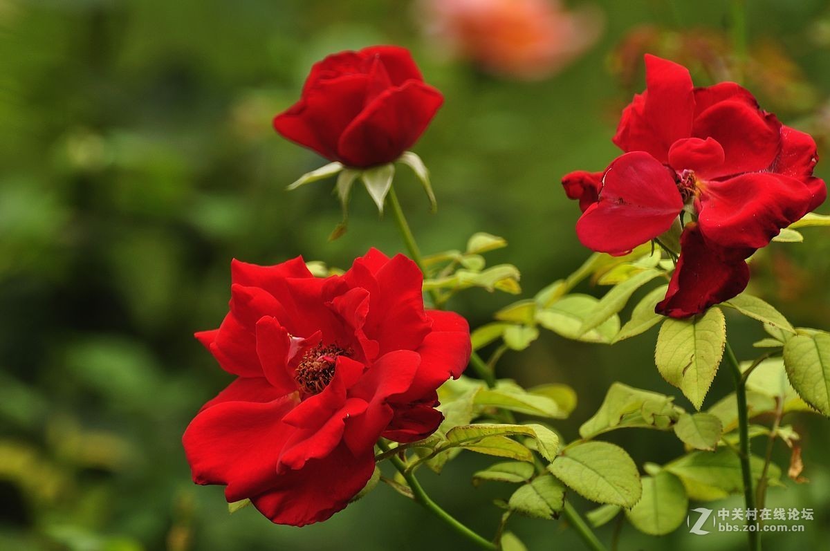 秋 月 季 花 -------（2）