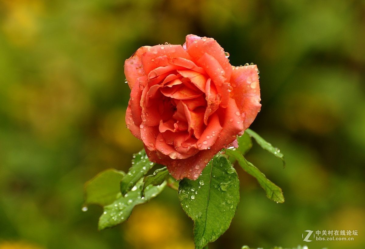 秋 月 季 花 -------（2）