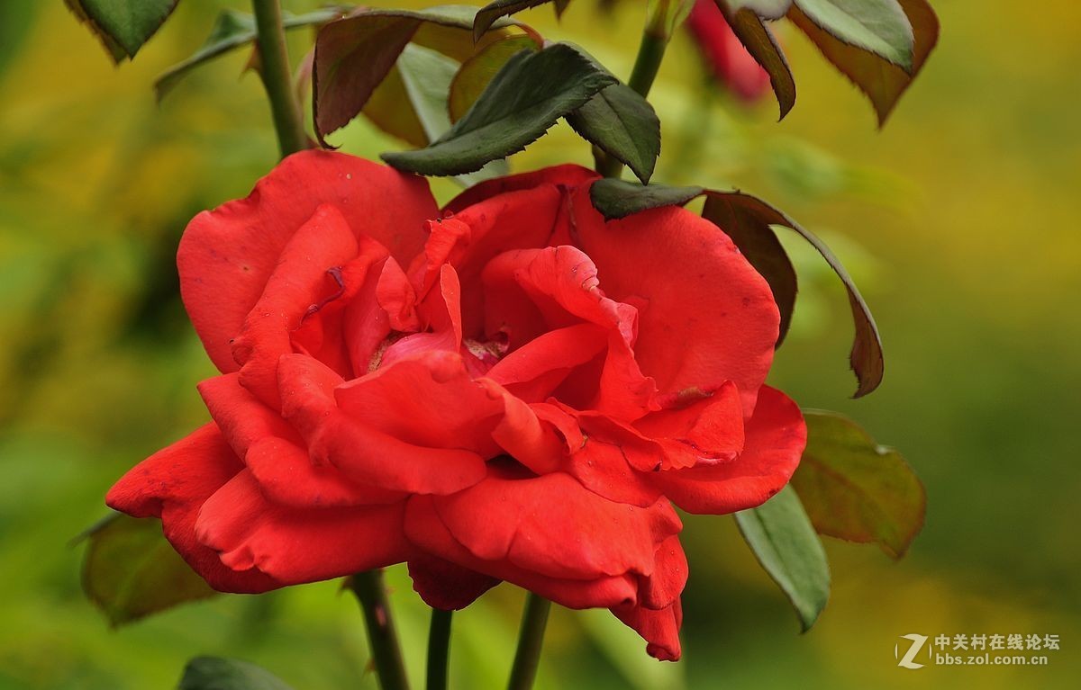 秋 月 季 花 -------（2）