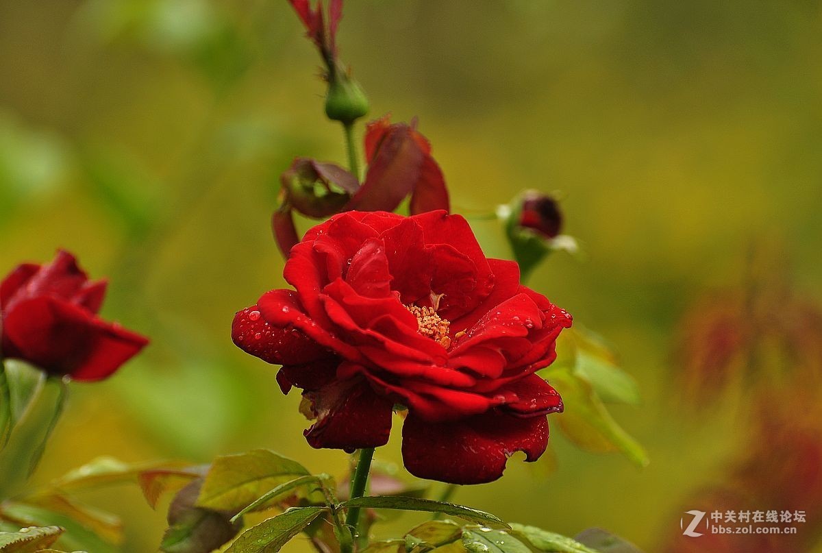 秋 月 季 花 -------（2）