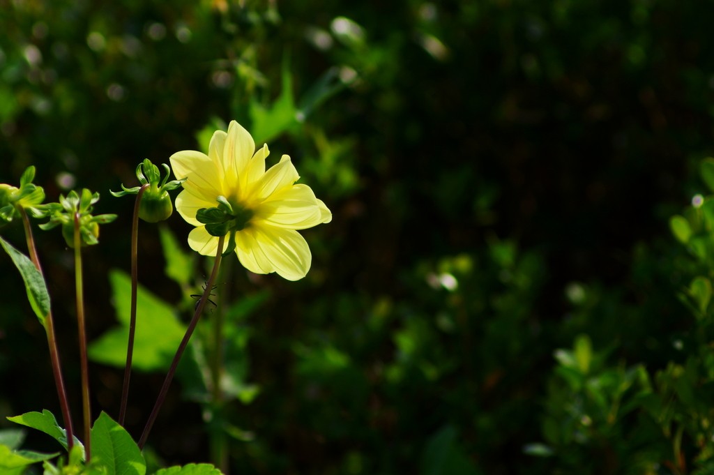 老炮A70-210F4拍花