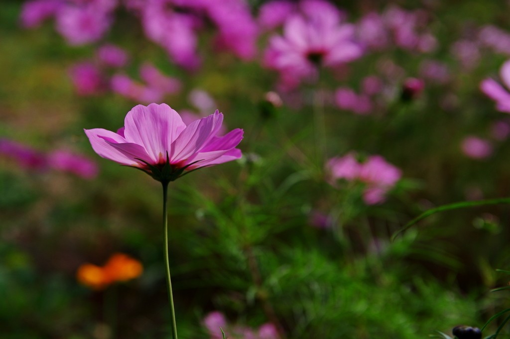 老炮A70-210F4拍花