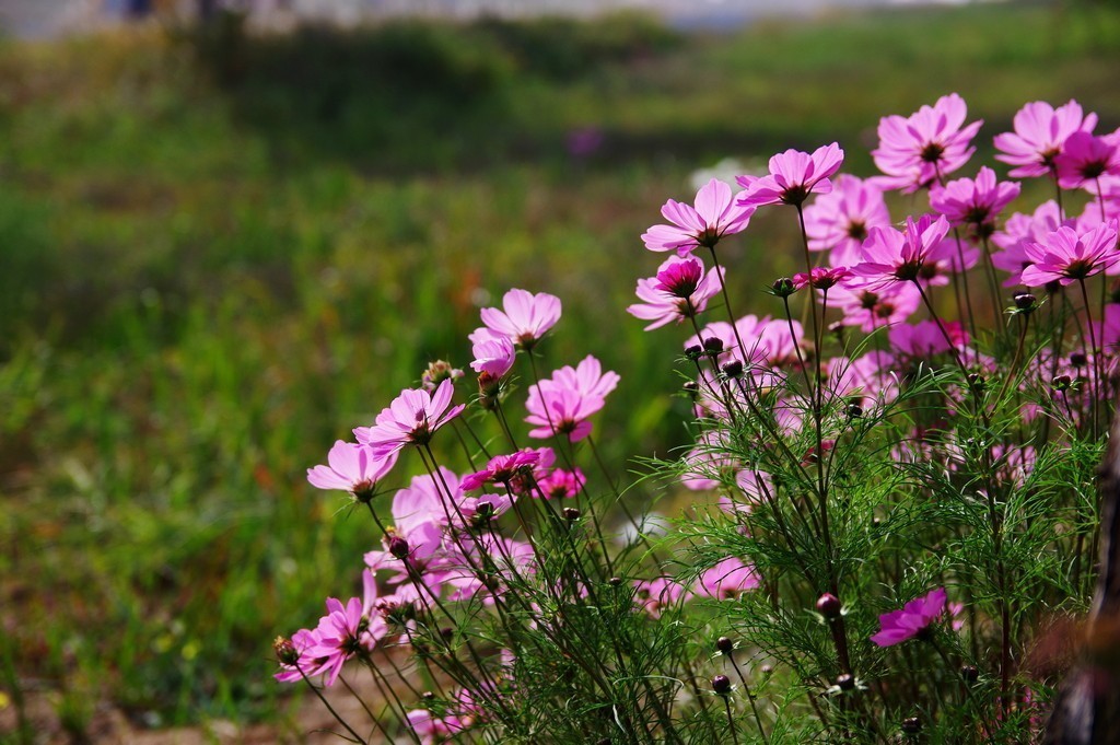 老炮A70-210F4拍花