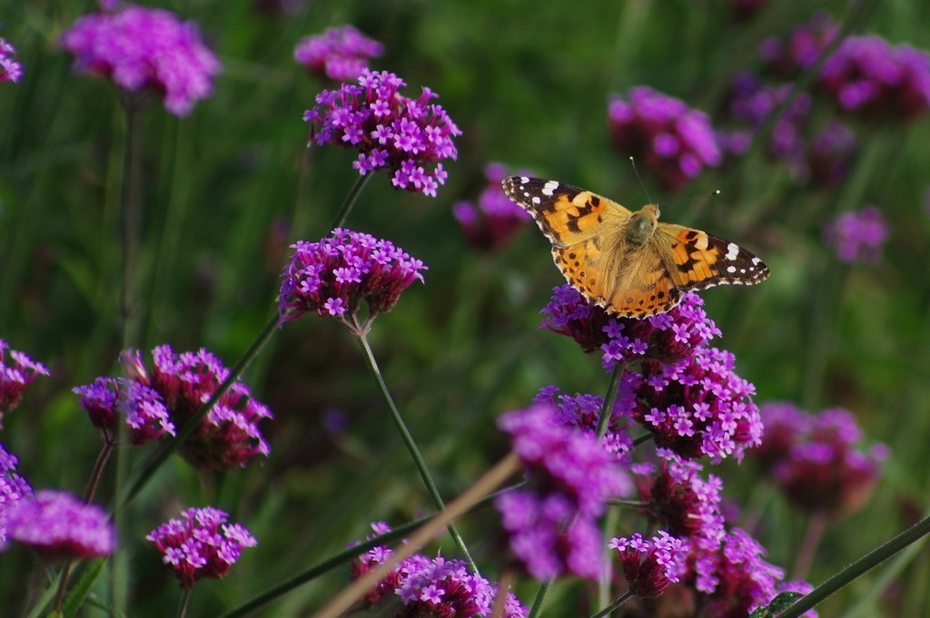 老炮A70-210F4拍花