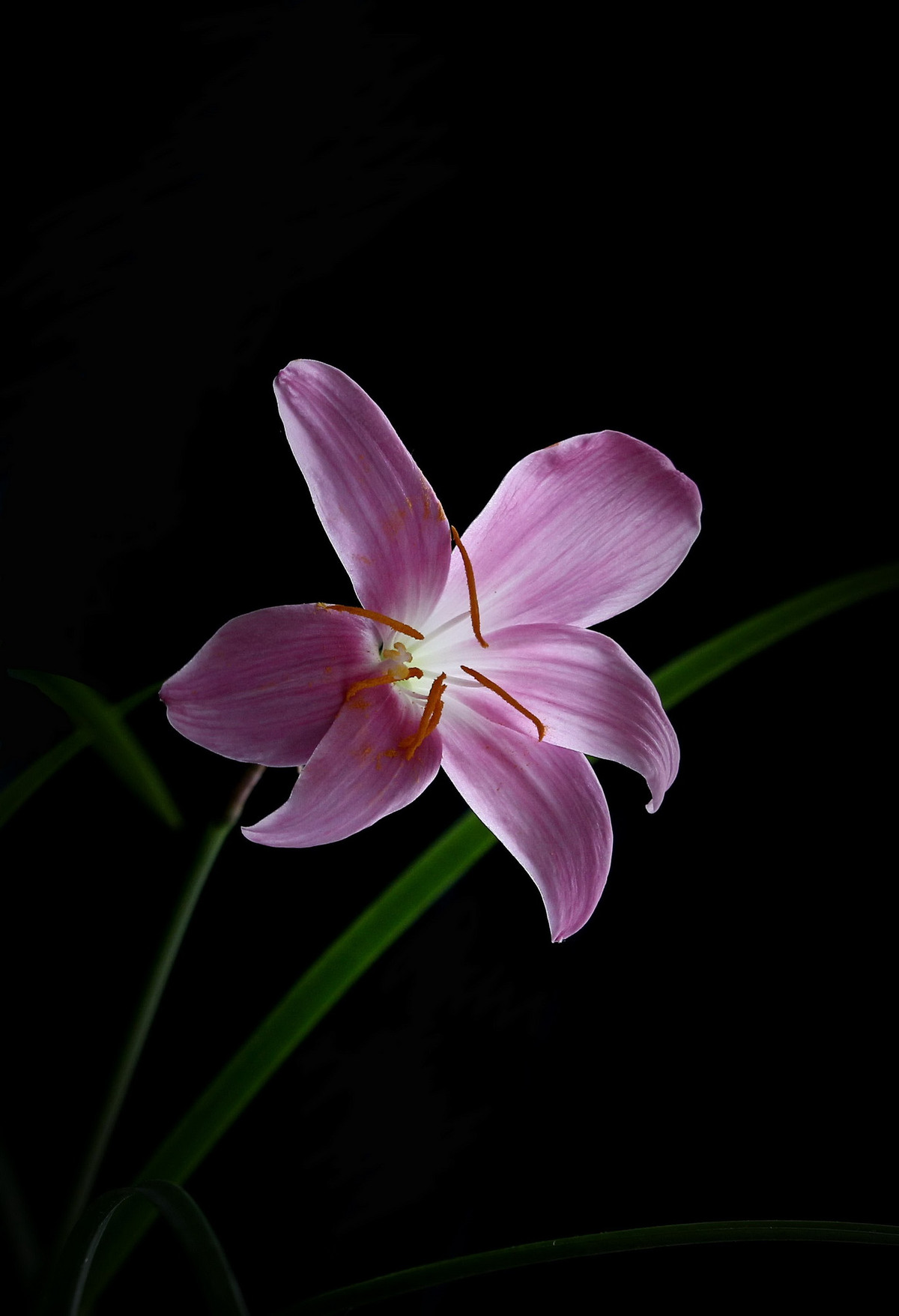 韭兰又开花儿