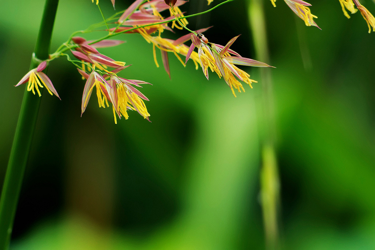 常被忽视的大油芒