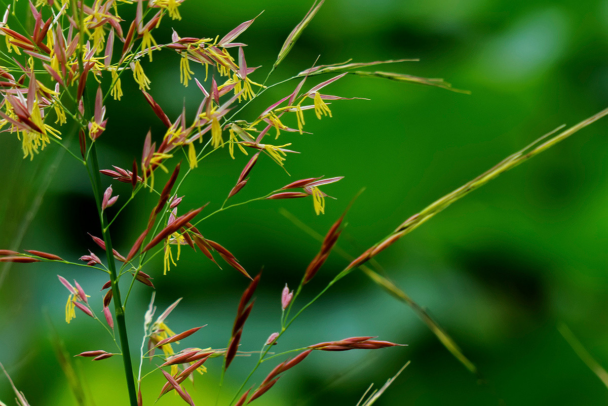 常被忽视的大油芒